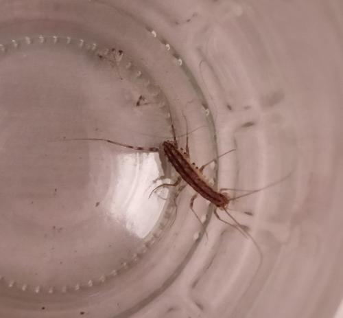 Réf. 354 756 : Scutigera coleoptrata